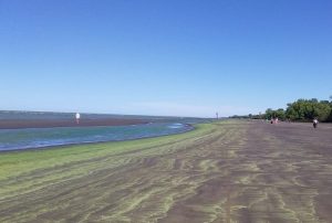 Lee más sobre el artículo Ricardo Echenique: “la situación con las cianobacterias puede durar mucho tiempo”<p class = "resumen">Estas algas verdes azuladas son tóxicas y una vez liberadas en el agua pueden producir enfermedades tanto en humanos como en animales.</p>