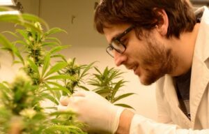 Lee más sobre el artículo La ciencia del cannabis<p class = "resumen">Cristian Vaccarini es becario de la CIC y trabaja caracterizando variedades de la planta e intentando combatir de forma natural una plaga que las afecta. </p>