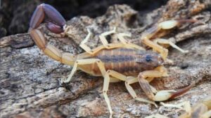 Lee más sobre el artículo Crean un sistema de detección y clasificación de escorpiones en tiempo real<p class = "resumen">El objetivo es determinar si se trata de especies peligrosas para la población</p>