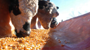 Lee más sobre el artículo Estudian la eliminación de residuos de los medicamentos en ganado vacuno destinado a consumo<p class = "resumen">El proyecto tiene un impacto directo en la población productora de la provincia de Buenos Aires.</p>