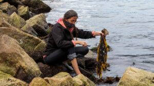 Lee más sobre el artículo ¿Enemiga o aliada? Estudian el empleo de un alga invasora como bioinsumo para mejorar el rendimiento en cultivos<p class = "resumen">Se trata de un alga invasora en la Patagonia que recientemente fue hallada en la costa bonaerense: personal científico estudia su potencial aplicación en cultivos orgánicos.</p>