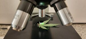 Lee más sobre el artículo Abrió la inscripción para participar de las 1ras Jornadas de I+D Bonaerenses: cannabis medicinal y cáñamo en la industria<p class = "resumen">Este primer encuentro se desarrollará el 30 de septiembre en la UNAHUR.</p>