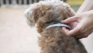 Lee más sobre el artículo Diseñan el primer collar para perros que los protege de parásitos externos e internos<p class = "resumen">Además de proteger a la mascota, el dispositivo busca evitar la transmisión de enfermedades a humanos.</p>