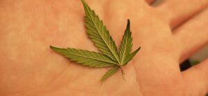 Lee más sobre el artículo Producción de cannabis con valor agregado: la llave para exportar e investigar<p class = "resumen">La planta tiene más de 30 compuestos con efectos farmacológicos de interés, pero es muy difícil conseguirlos en estado puro y en cantidades suficientes para investigar. Sólo están disponibles en el exterior y a un costo muy alto. Una investigación del LIDMA apunta a desarrollar el método de extracción y purificación. Podría poner al país a la vanguardia a nivel mundial. </p>