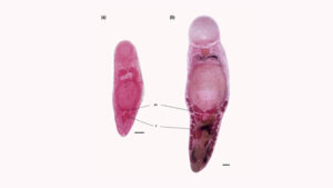 Lee más sobre el artículo Un parásito llamado “Maradona” <p class = "resumen">Un descubrimiento científico, un reconocimiento y una identidad particular. 
¿Qué es Diegoglossidium Maradonai?</p>