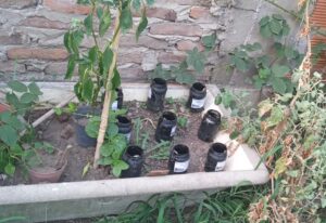 Lee más sobre el artículo Estudian un método natural para atrapar al mosquito que transmite el dengue<p class = "resumen">Un equipo de profesionales de la Universidad Nacional de General Sarmiento investiga la construcción de trampas cebadas con compuestos florales que atraen al insecto. Una alternativa ecológica para controlar su población</p>