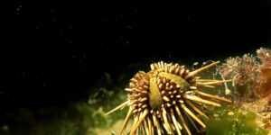 Lee más sobre el artículo Erizos de mar, claves para mejorar el tratamiento contra el glaucoma<p class = "resumen">Científicas proponen mejorar el tratamiento de esta enfermedad que afecta a millones de personas en Argentina. Buscan desarrollar unas gotas a partir de un poderoso antioxidante natural que se obtiene de los erizos de mar.</p>