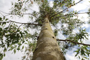 Lee más sobre el artículo Multiplican especies forestales para generar beneficios ambientales y económicos<p class = "resumen">Un equipo de investigación de la UNNOBA proyecta el desarrollo de una plataforma de micropropagación de distintas variedades de árboles. Podría contribuir al desarrollo de sistemas silvo-apícolas-pastoriles en el noroeste bonaerense.</p>