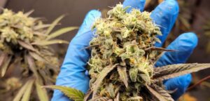 Lee más sobre el artículo Buscan garantizar el acceso al cannabis vinculado a salud y alimentación<p class = "resumen">Desde el centro de la Provincia trabajan en nuevas formulaciones con cannabis para el tratamiento del dolor y el desarrollo de alimentos, con costos más accesibles.</p>