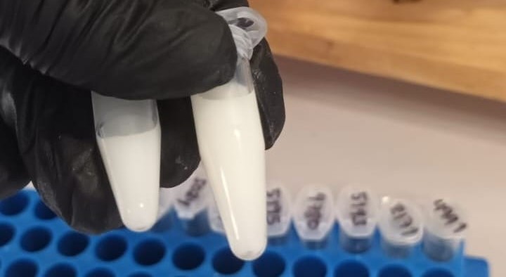 Lee más sobre el artículo Desarrollarán una app para detectar un virus presente en los tambos bonaerenses