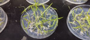 Lee más sobre el artículo Buscan desarrollar semillas de arroz con “DNI bonaerense”<p class = "resumen">Un grupo de investigación de la Provincia se encuentra trabajando en posibles nuevas técnicas de transformación genética del arroz mediante el uso directo de embriones, una metodología novedosa en el campo del desarrollo de semillas. </p>