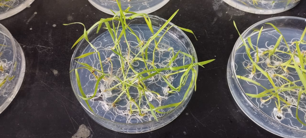 Lee más sobre el artículo Buscan desarrollar semillas de arroz con “DNI bonaerense”