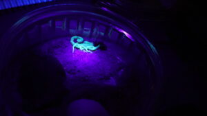 Lee más sobre el artículo Buscan crear un suero antiveneno de escorpiones para toda la Provincia <p class = "resumen">Investigadores de la provincia de Buenos Aires trabajan con alacranes que encuentran vecinas y vecinos en las localidades del AMBA y del interior bonaerense. Con esa información buscan generar un mapa de la distribución certera de escorpiones con venenos peligrosos para la salud humana en la Provincia.  </p>