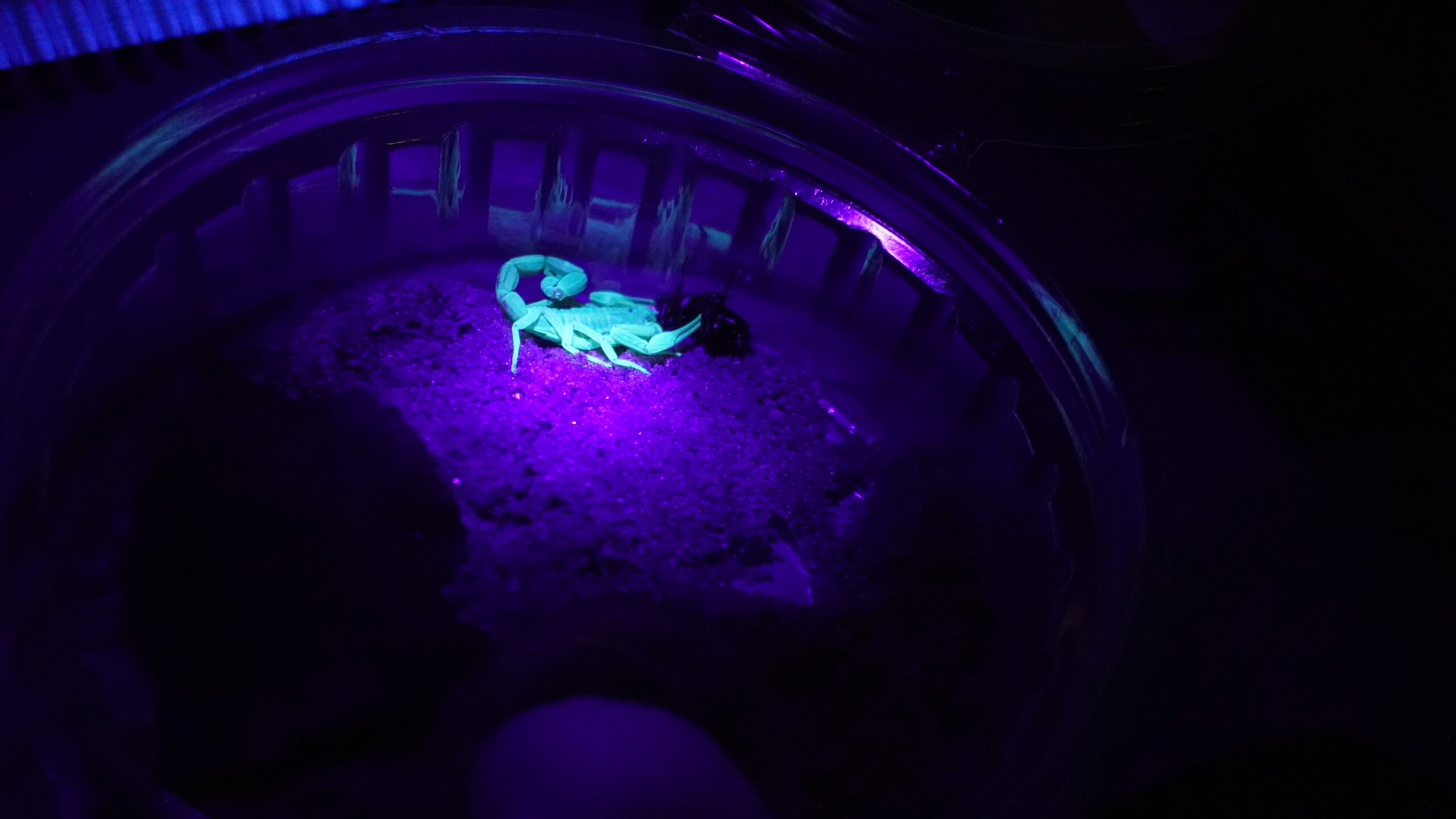 Lee más sobre el artículo Buscan crear un suero antiveneno de escorpiones para toda la Provincia 