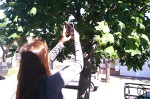 Lee más sobre el artículo Desarrollan un sistema informático para preservar el arbolado urbano<p class = "resumen">El objetivo del proyecto es crear una aplicación accesible para municipios bonaerenses que les permita agilizar la realización de censos forestales y construir políticas de conservación.</p>